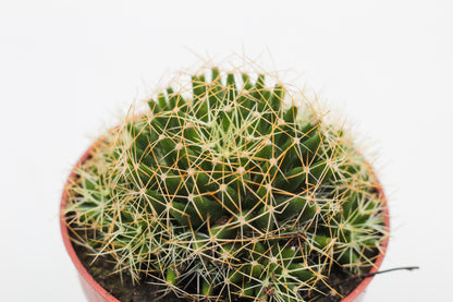 Mammillaria decipiens subs. camptotricha
