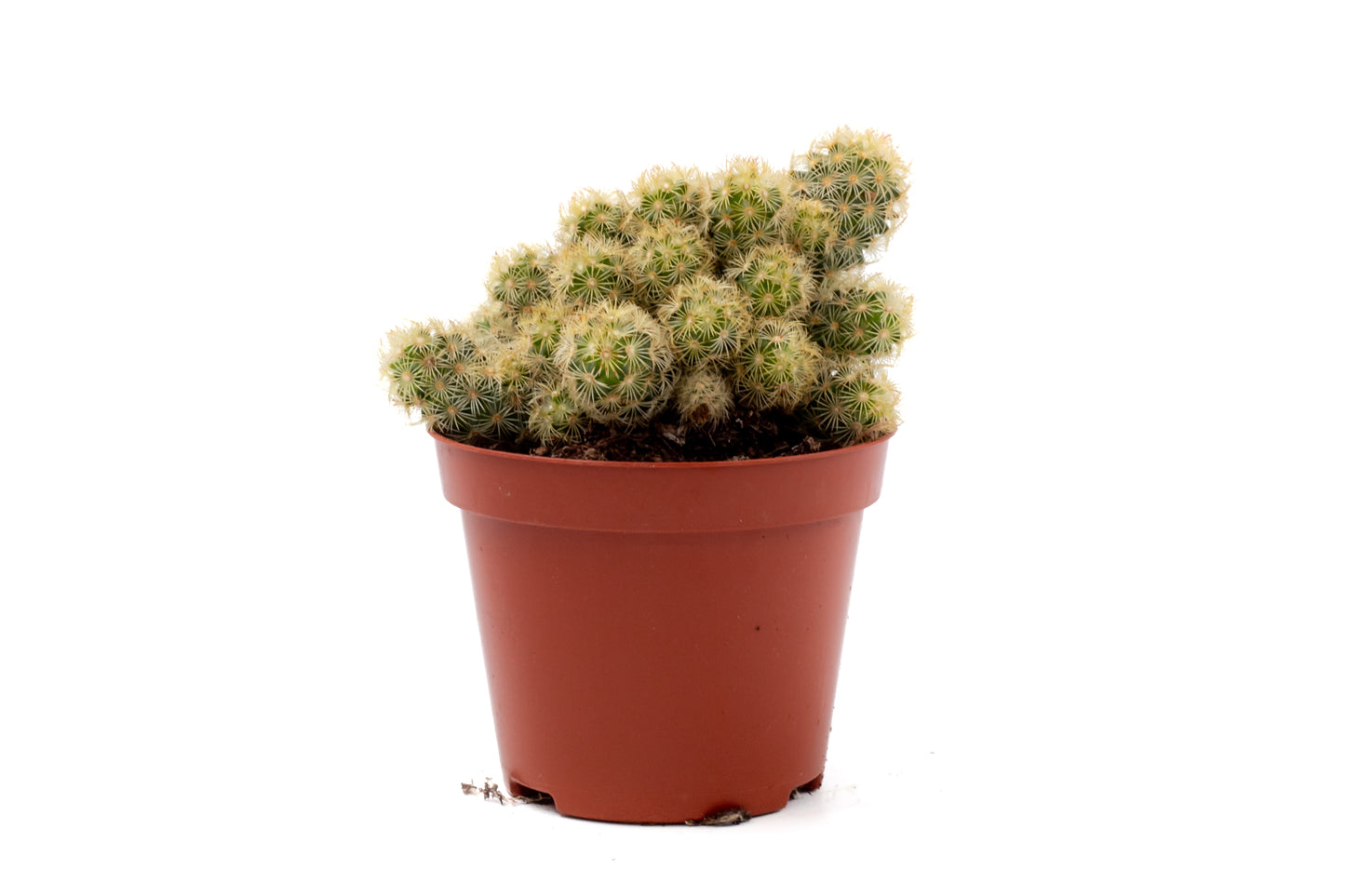Mammillaria elongata