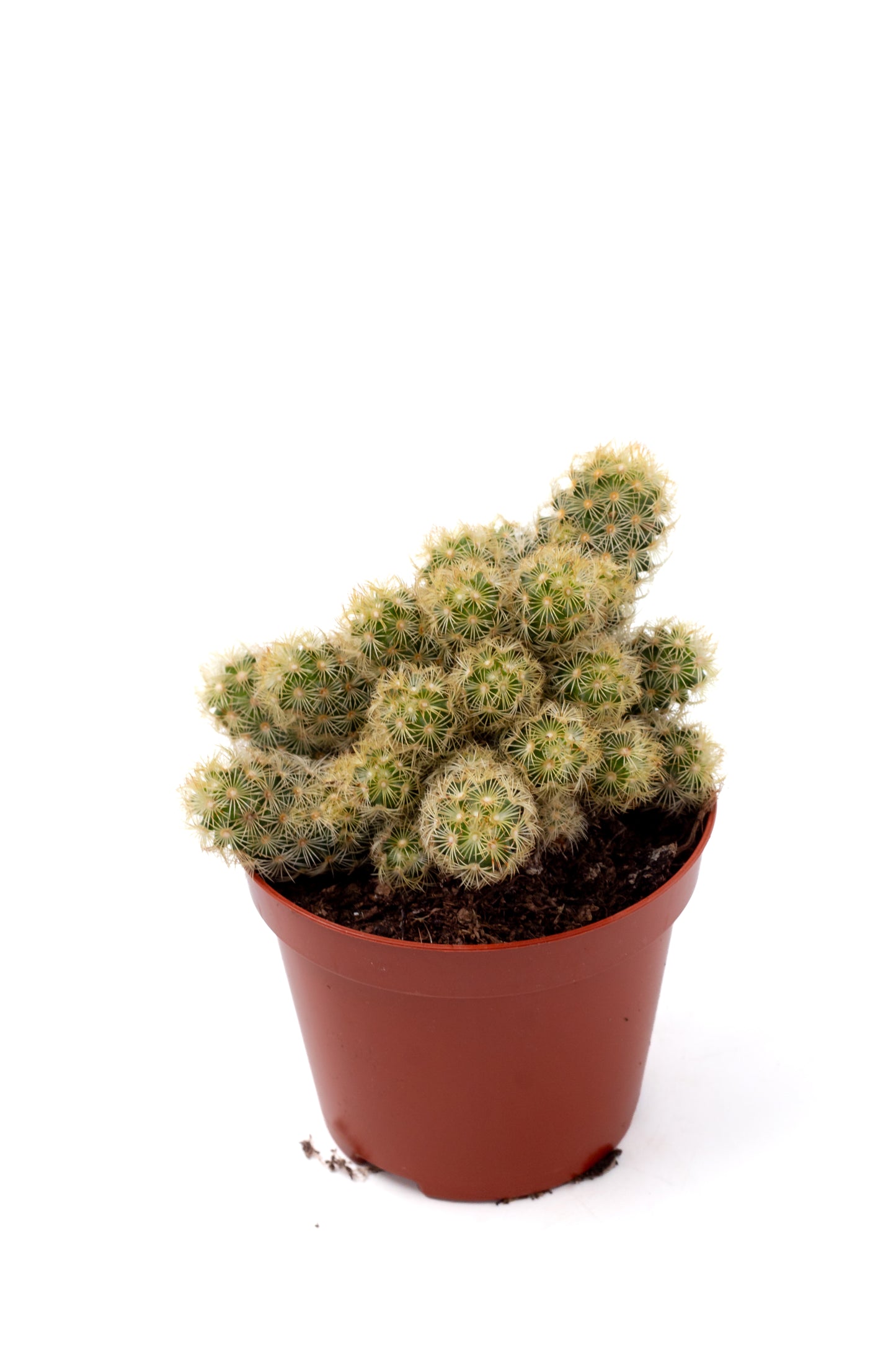 Mammillaria elongata