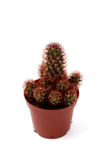 Mammillaria elongata 'Çopper King'