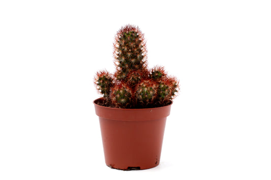 Mammillaria elongata 'Çopper King'