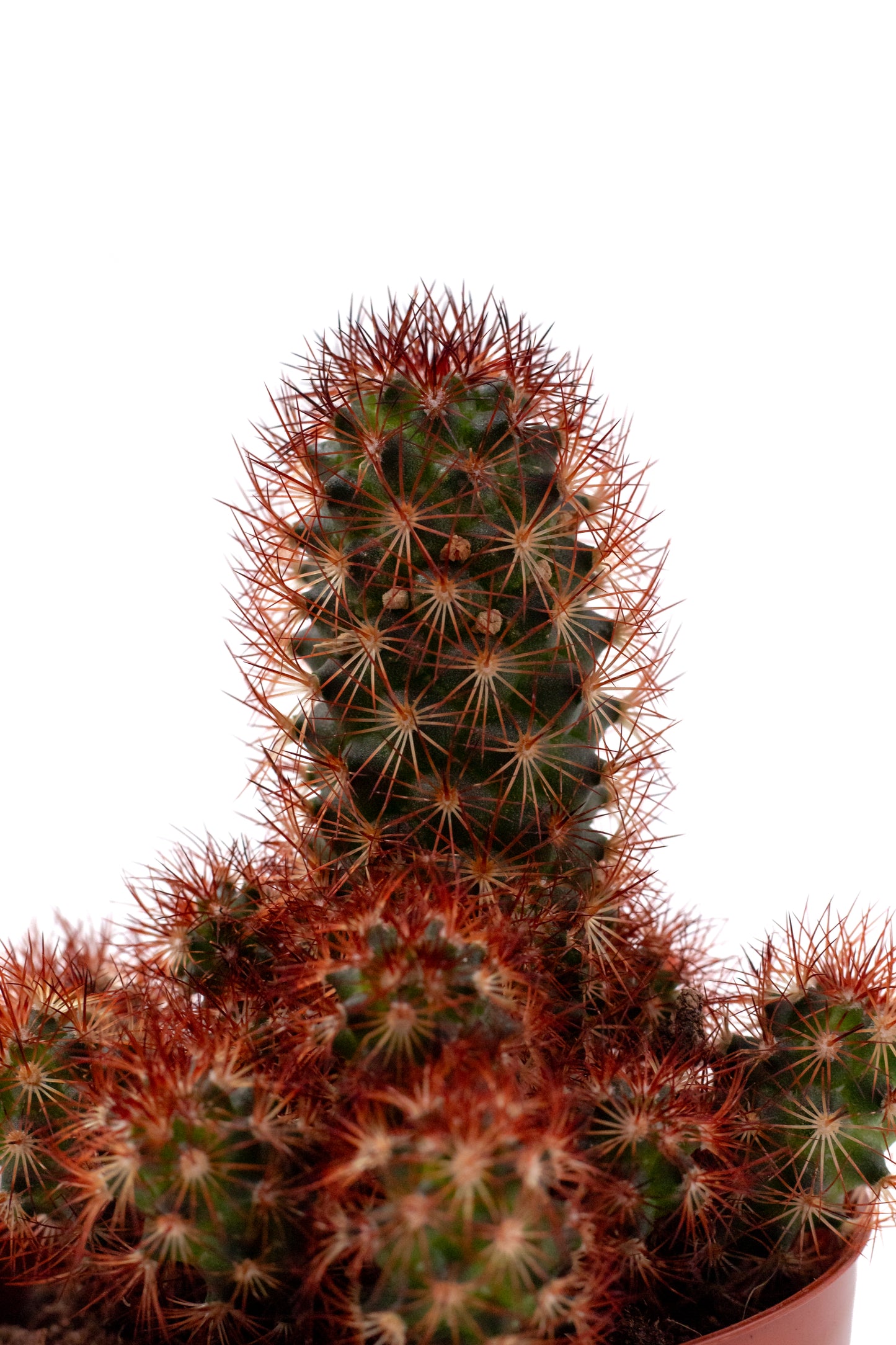 Mammillaria elongata 'Çopper King'