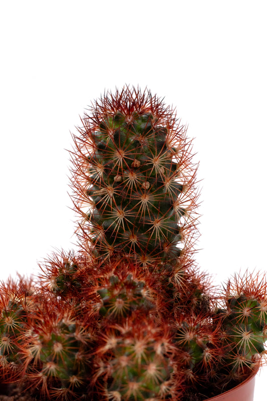 Mammillaria elongata 'Çopper King'
