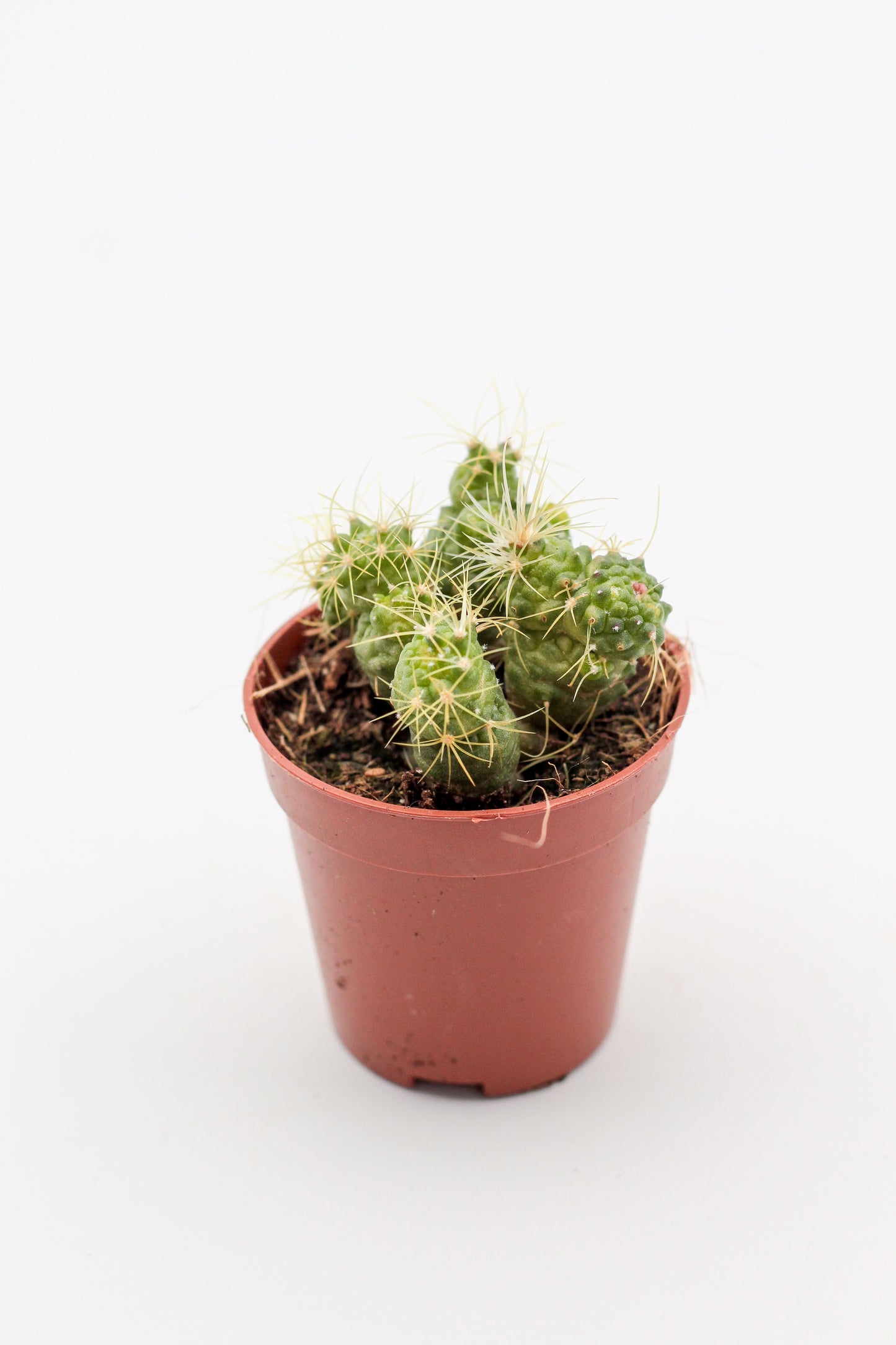 Mammillaria elongata monstruose