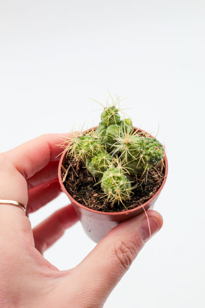 Mammillaria elongata monstruose