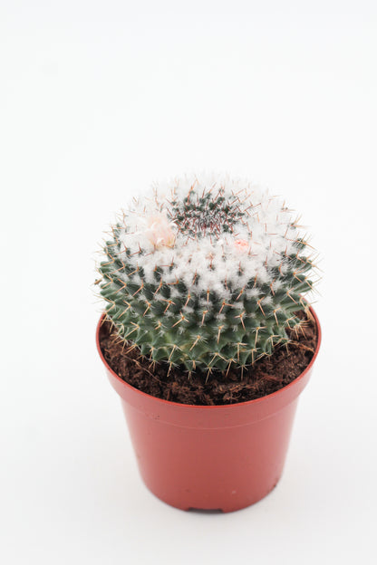 Mammillaria formosa