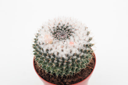 Mammillaria formosa