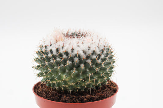 Mammillaria formosa