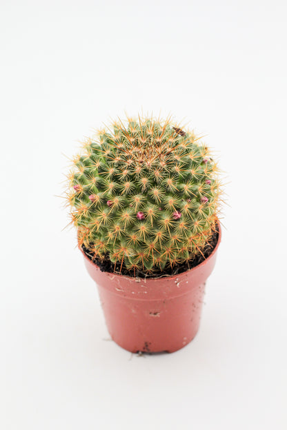 Mammillaria ginsaumae