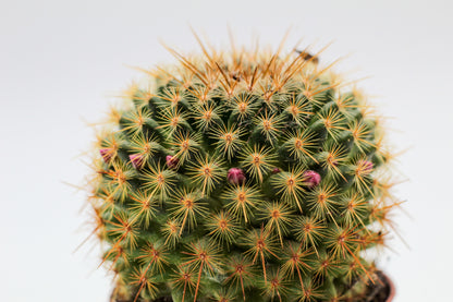 Mammillaria ginsaumae