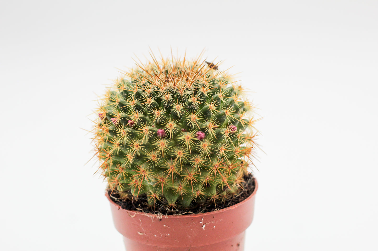 Mammillaria ginsaumae