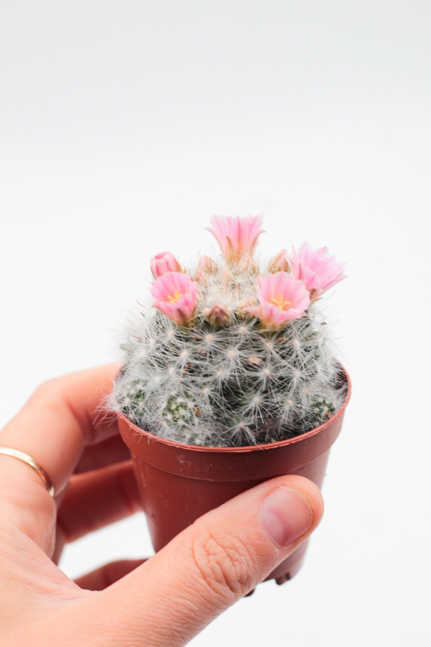 Mammillaria glassii