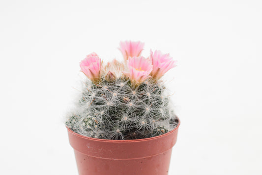 Mammillaria glassii