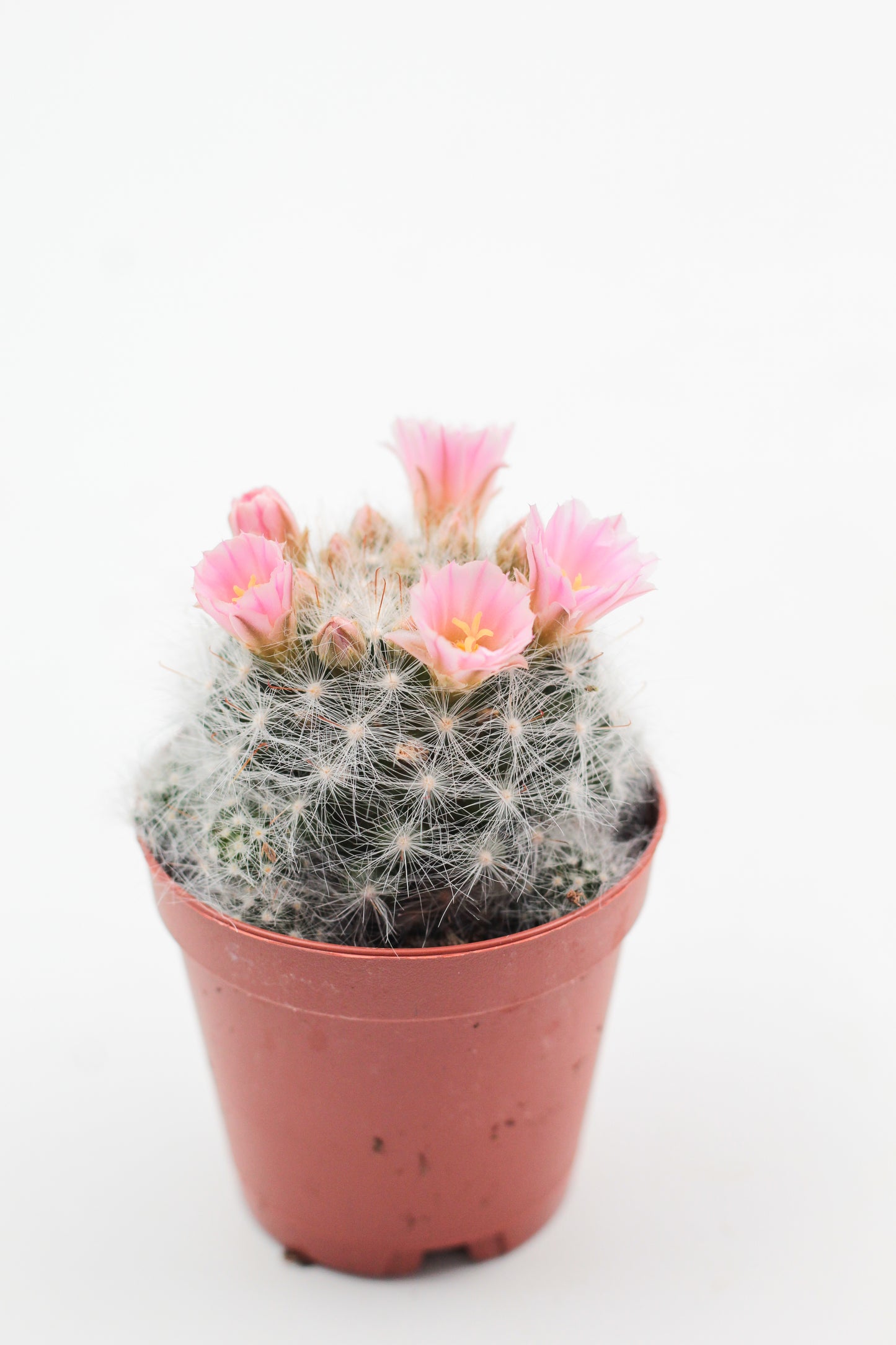 Mammillaria glassii