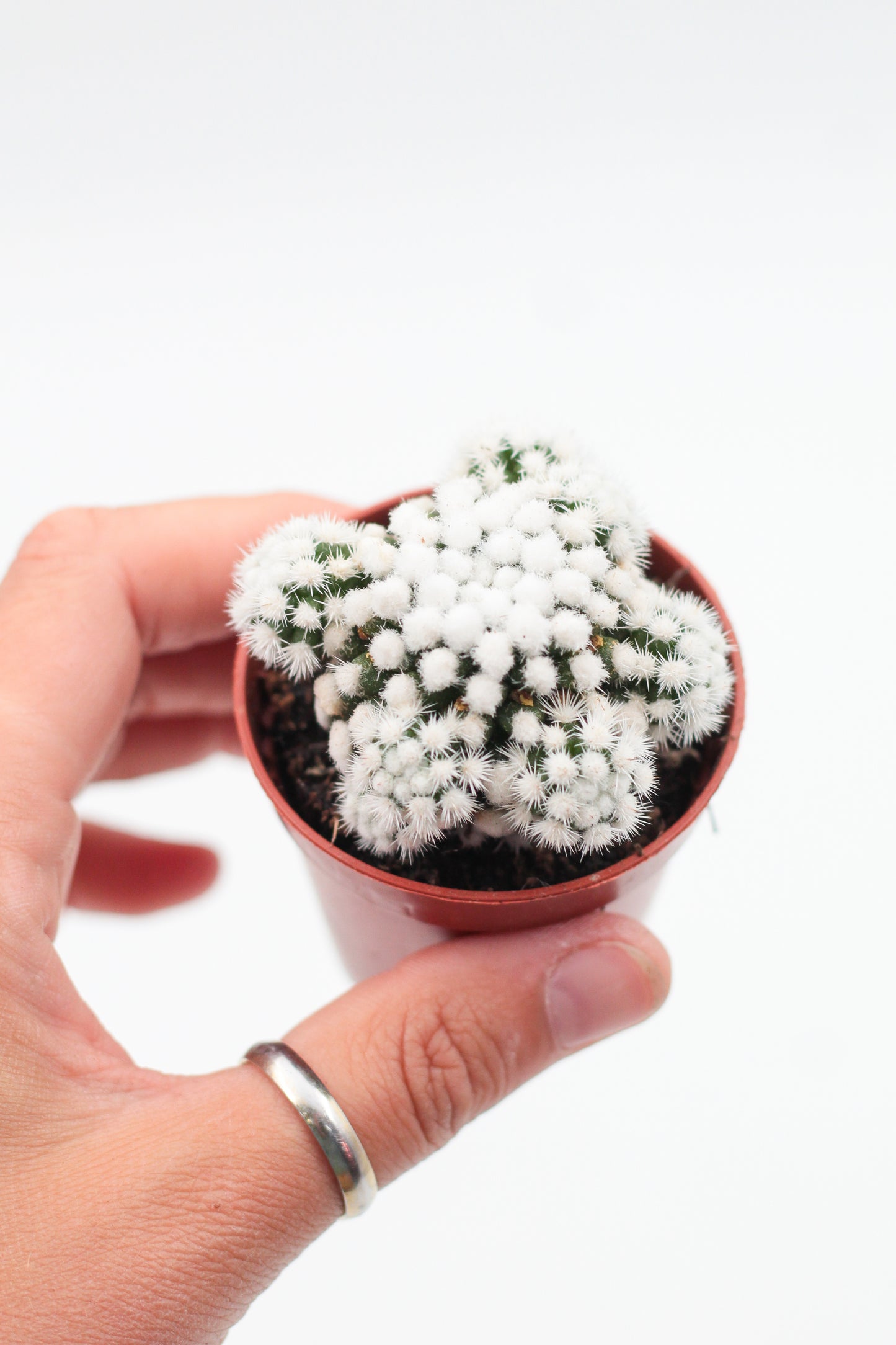 Mammillaria gracilis cv. Oruga