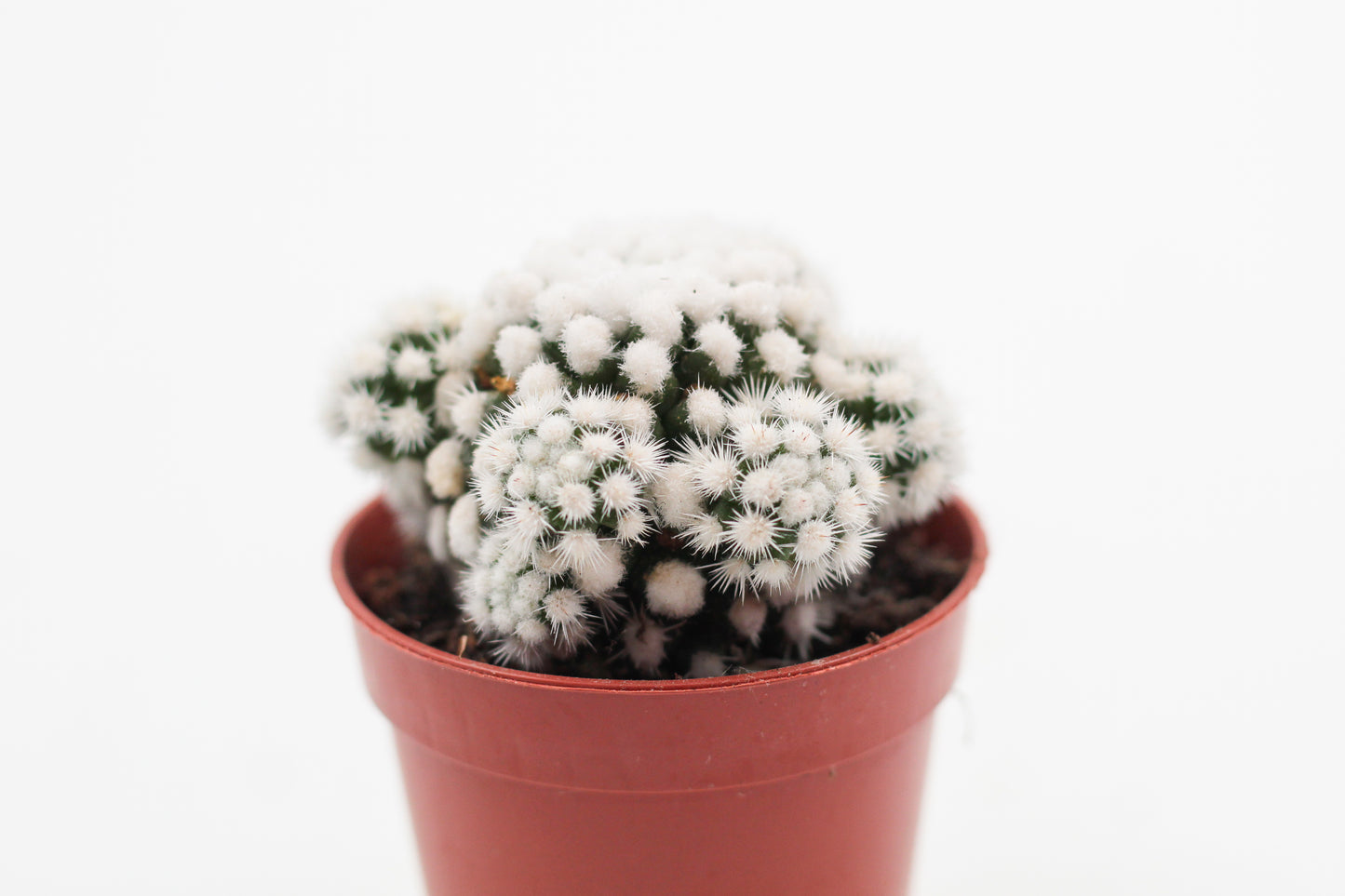 Mammillaria gracilis cv. Oruga