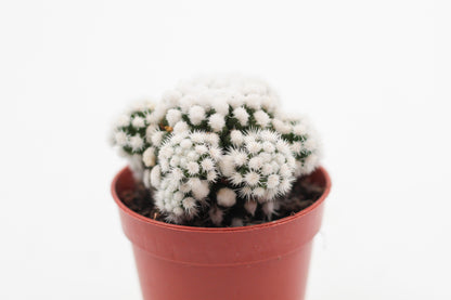 Mammillaria gracilis cv. Oruga