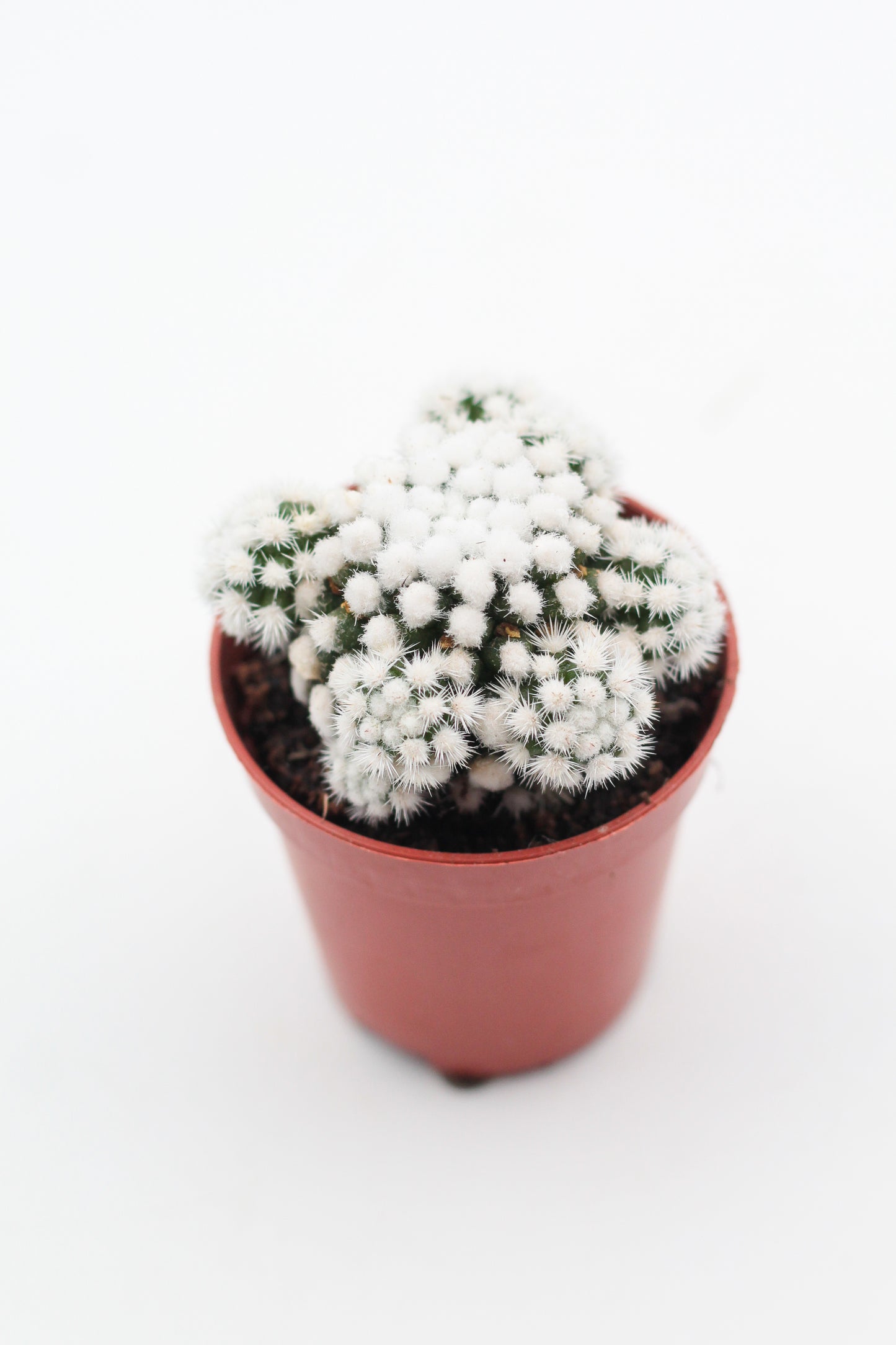 Mammillaria gracilis cv. Oruga