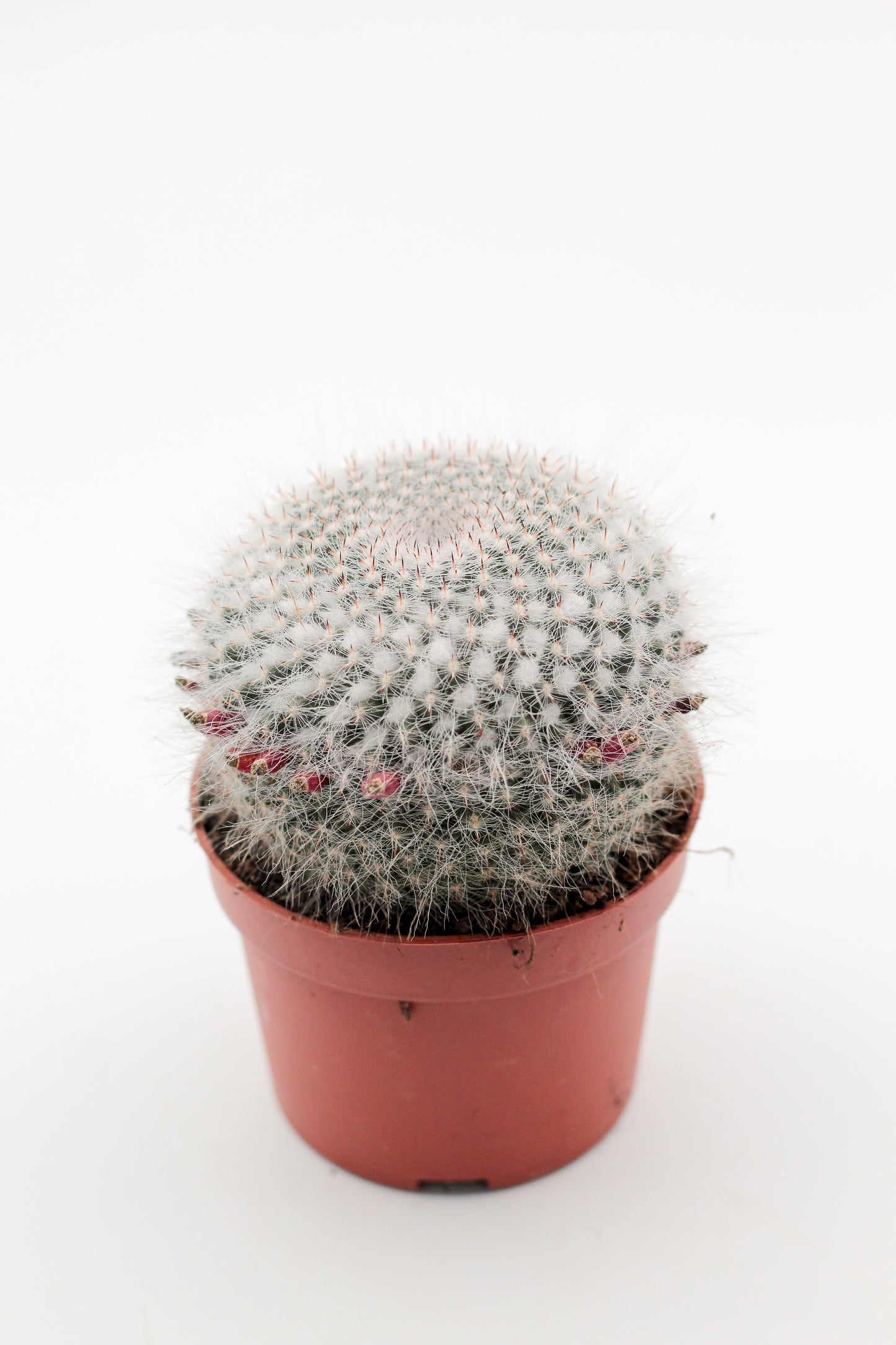 Mammillaria hahniana