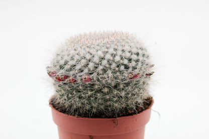 Mammillaria hahniana