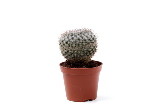 Mammillaria hahniana