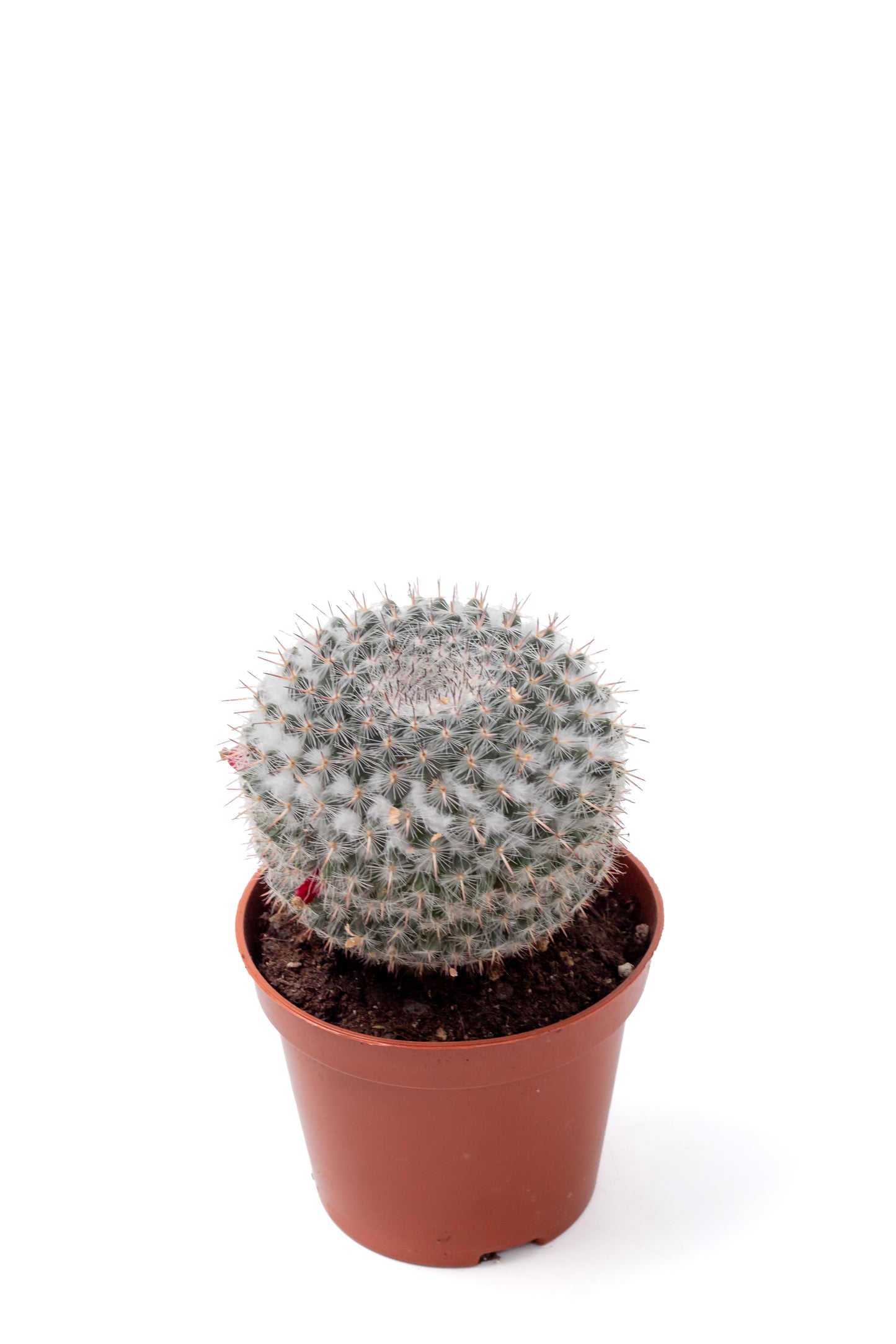 Mammillaria hahniana