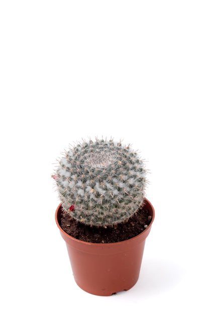 Mammillaria hahniana