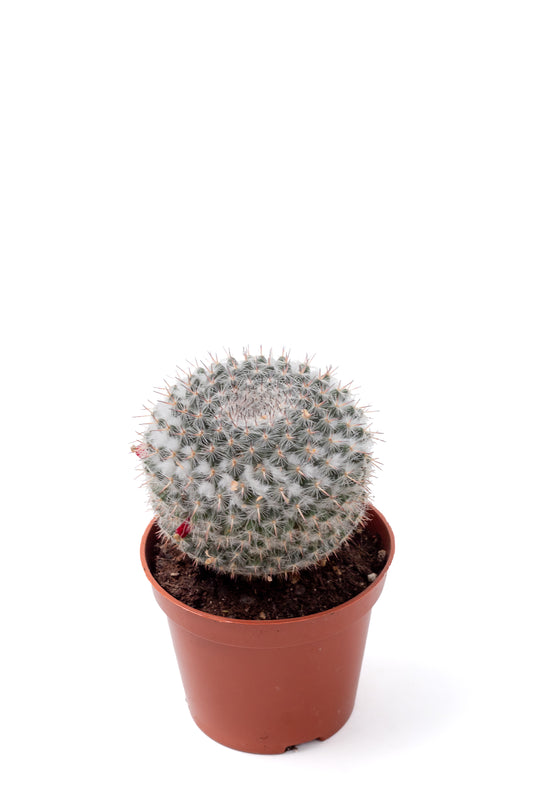 Mammillaria hahniana
