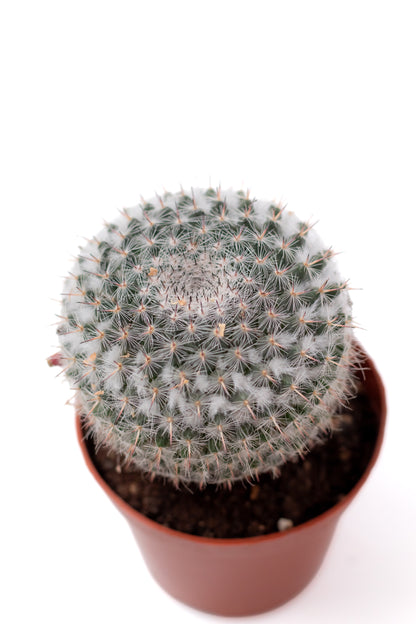 Mammillaria hahniana