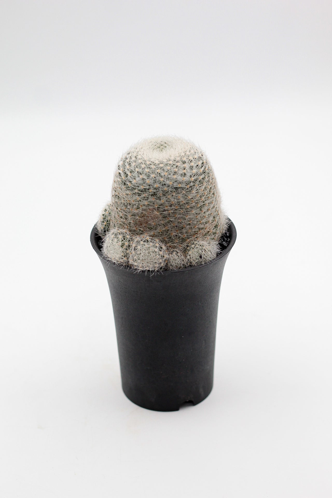 Mammillaria lenta