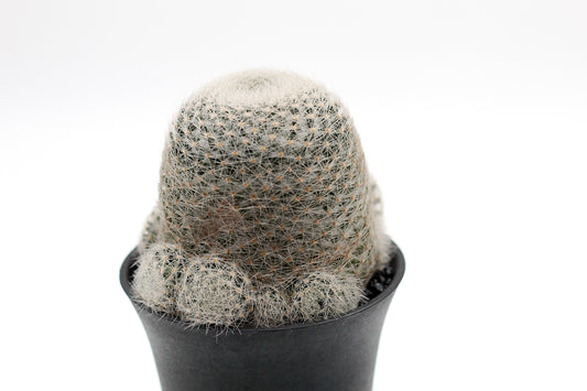 Mammillaria lenta