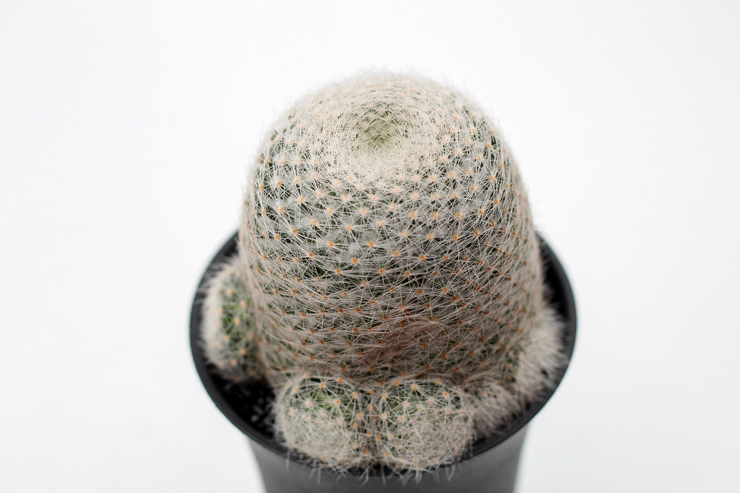 Mammillaria lenta
