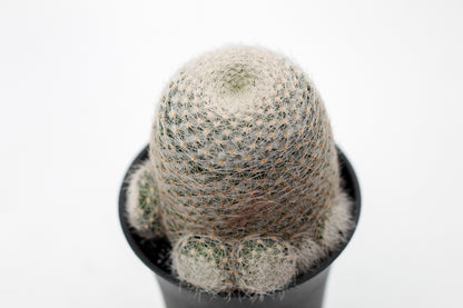 Mammillaria lenta