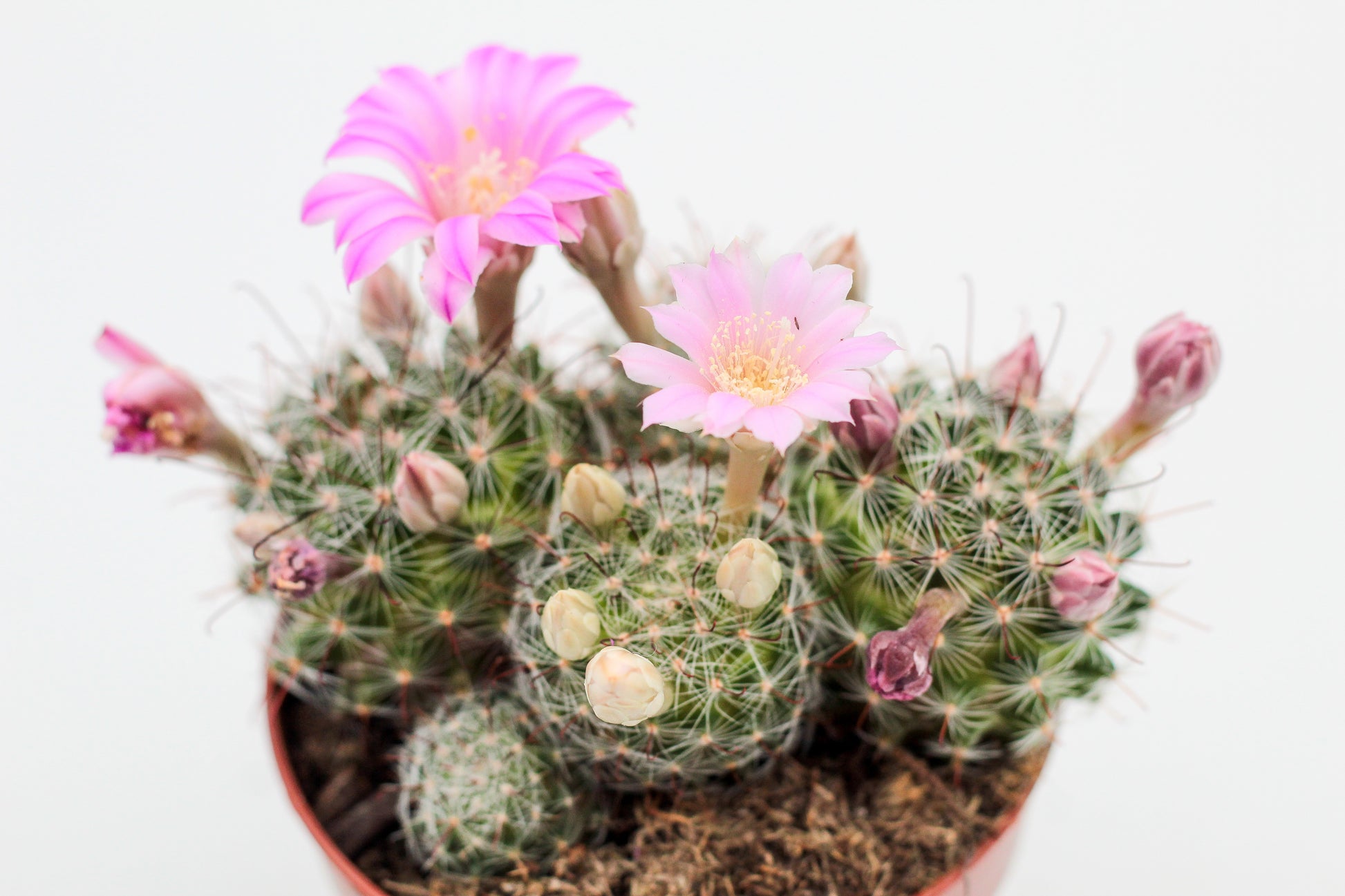 Mammillaria longiflora – ikhebeencactus