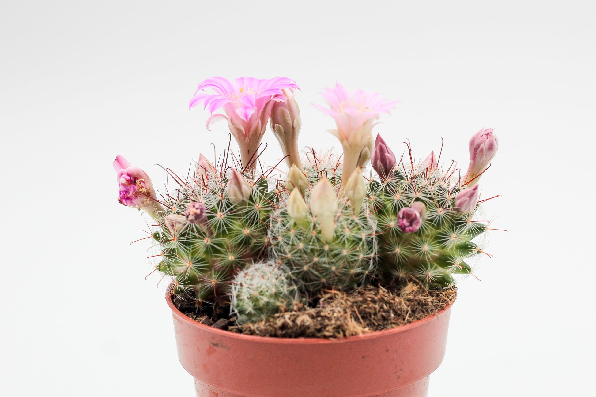 Mammillaria longiflora  ikhebeencactus