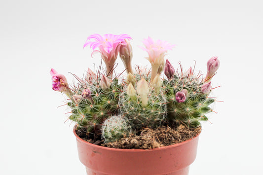 Mammillaria longiflora