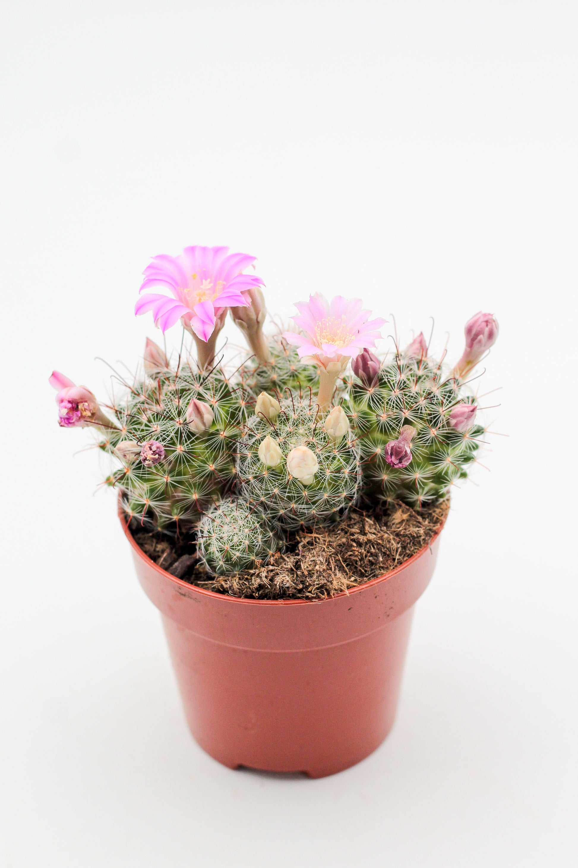 Mammillaria longiflora – ikhebeencactus