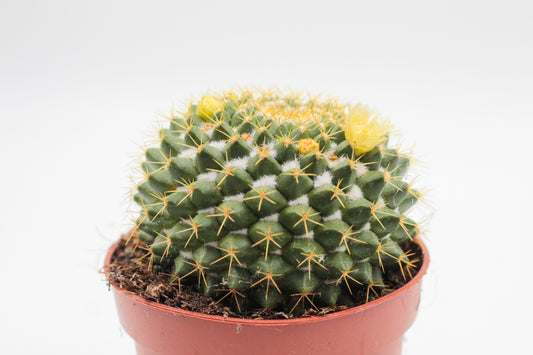 Mammillaria marksiana