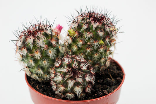 Mammillaria microhelia