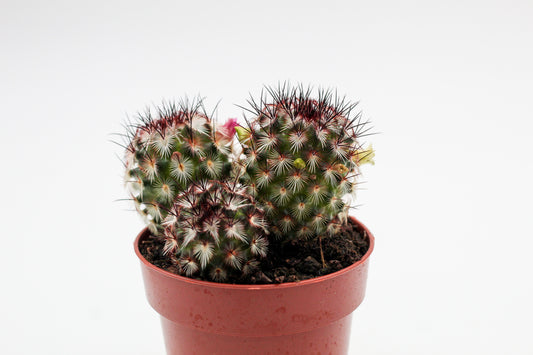 Mammillaria microhelia