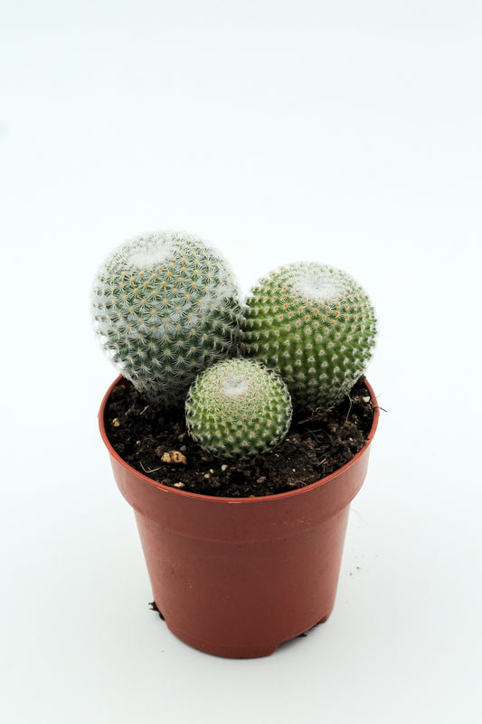 Mammillaria microthele var. superfina