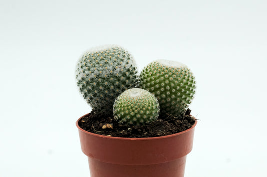 Mammillaria microthele var. superfina