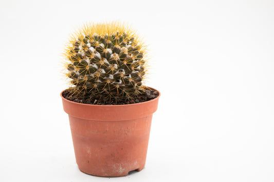 Mammillaria nivosa