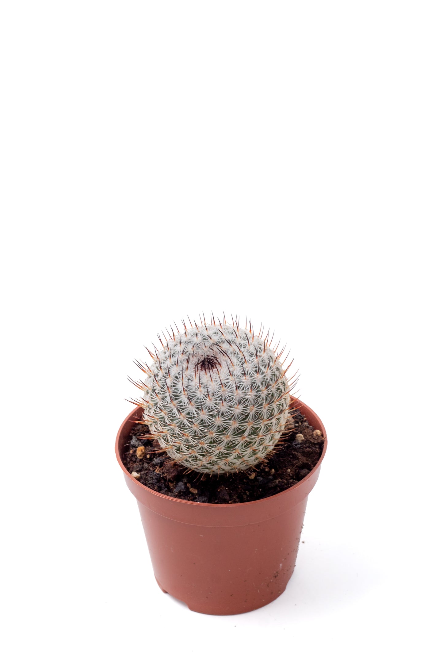 Mammillaria pseudoperbella