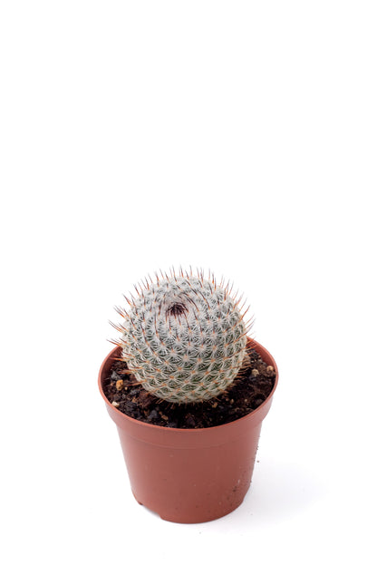 Mammillaria pseudoperbella