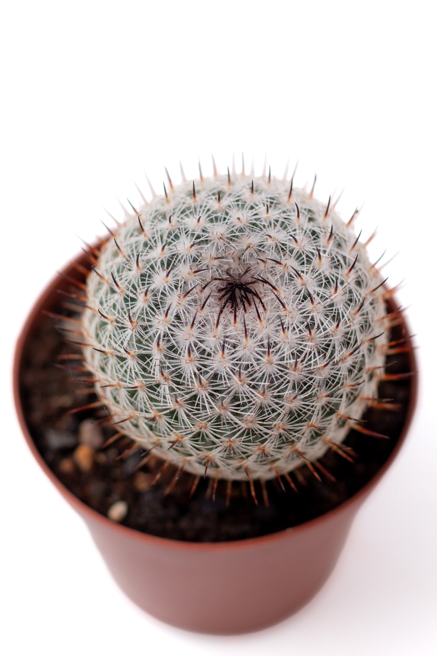 Mammillaria pseudoperbella