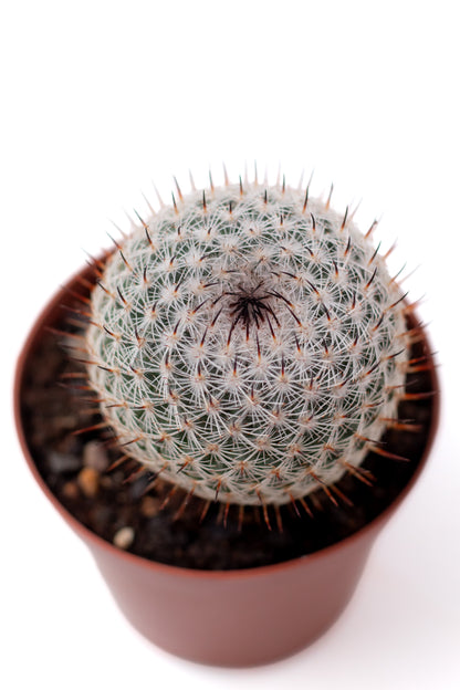 Mammillaria pseudoperbella