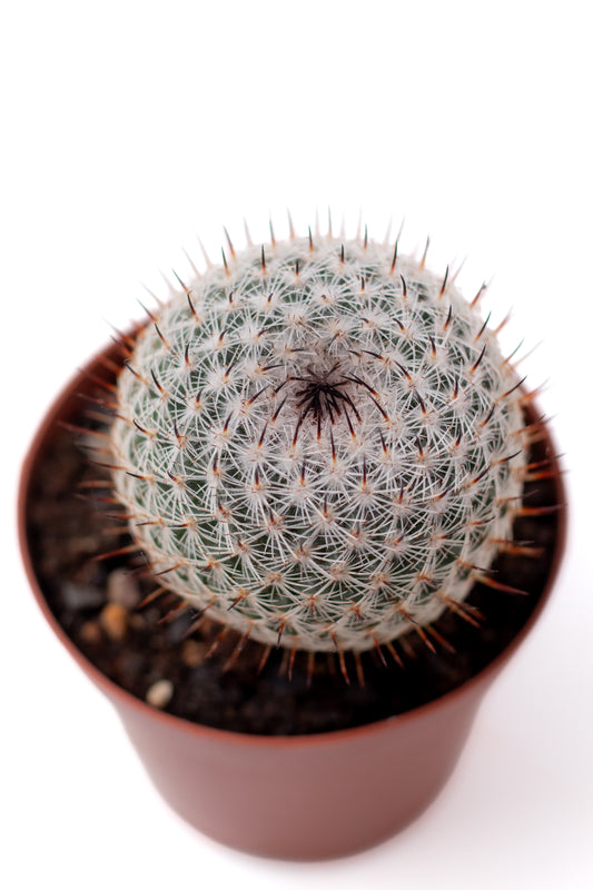 Mammillaria pseudoperbella
