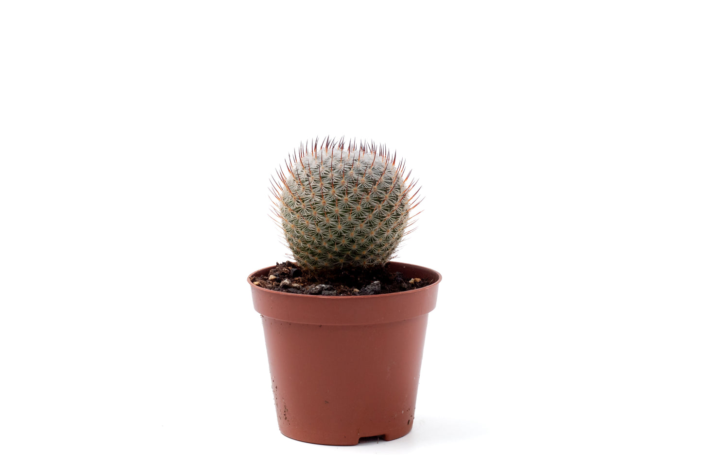Mammillaria pseudoperbella