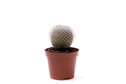 Mammillaria pseudoperbella
